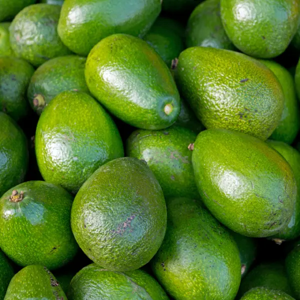 Aguacate Nacional unidad 